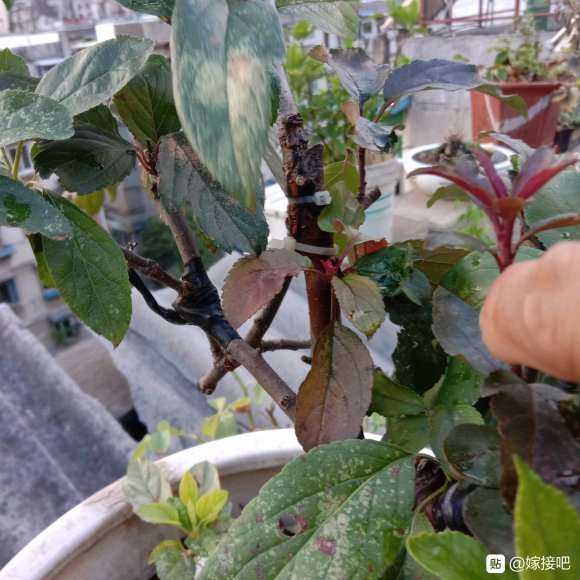 苹果怎么靠接冬红果下山桩的方法