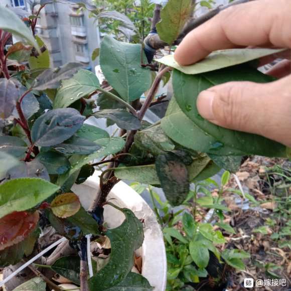 苹果怎么靠接冬红果下山桩的方法