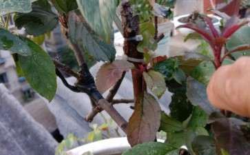 苹果怎么靠接冬红果下山桩的方法