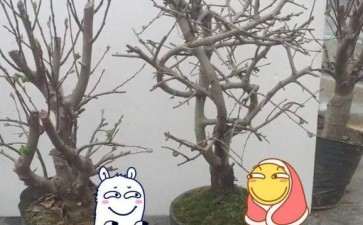 好像是冬红果下山桩和垂丝 贵吗