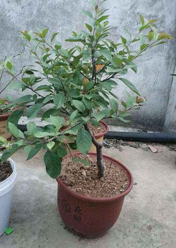 这是北美海棠下山桩的什么品种 图片