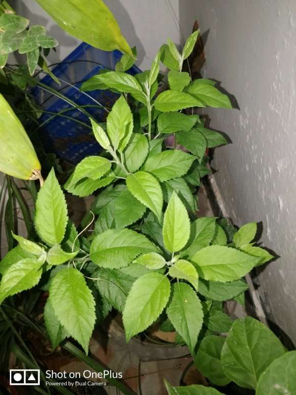 我有一问 这都是冬红果下山桩吧 图片
