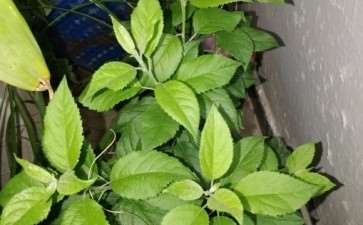 我有一问 这都是冬红果下山桩吧 图片