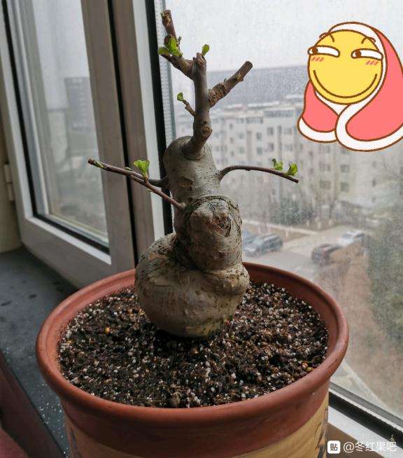 希望冬红果下山桩能结几个果子 图片