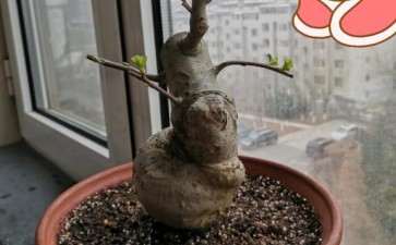 希望冬红果下山桩能结几个果子 图片