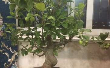 为什么冬红果下山桩10天施肥一次