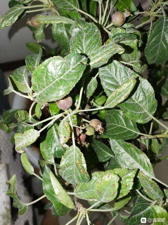 冬红果下山桩长蚜虫后 打了吡虫啉 图片