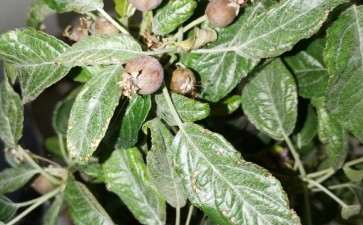 冬红果下山桩长蚜虫后 打了吡虫啉 图片