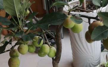 这个是冬红果下山桩吗 10元买的 图片