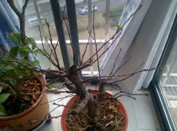 这树是冬红果海棠树下山桩吗