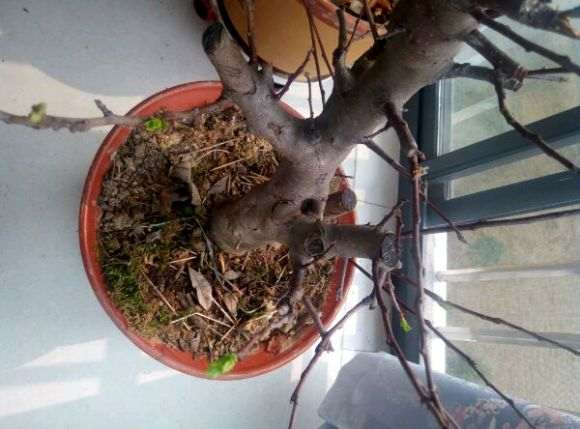 这树是冬红果海棠树下山桩吗