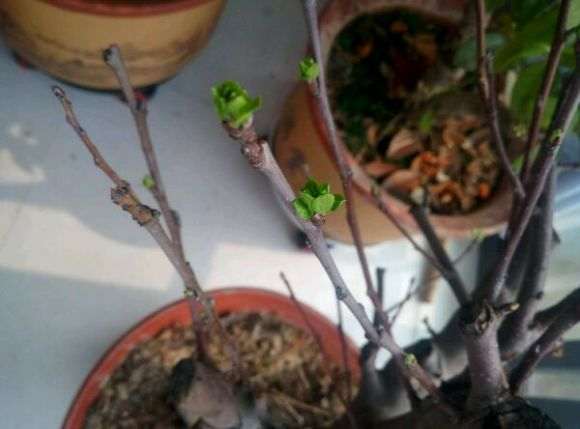 这树是冬红果海棠树下山桩吗