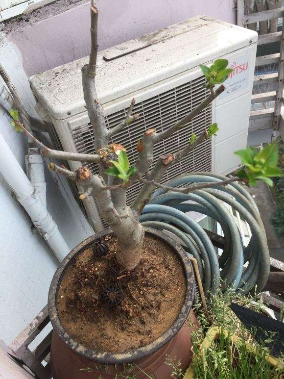 这是冬红果下山桩要开花了 图片