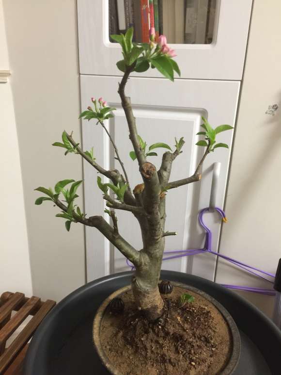 这是冬红果下山桩要开花了 图片
