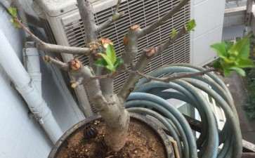 这是冬红果下山桩要开花了 图片