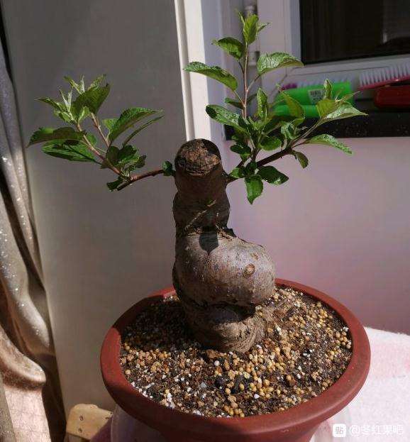 冬红果下山桩上大盆 发芽长枝 图片