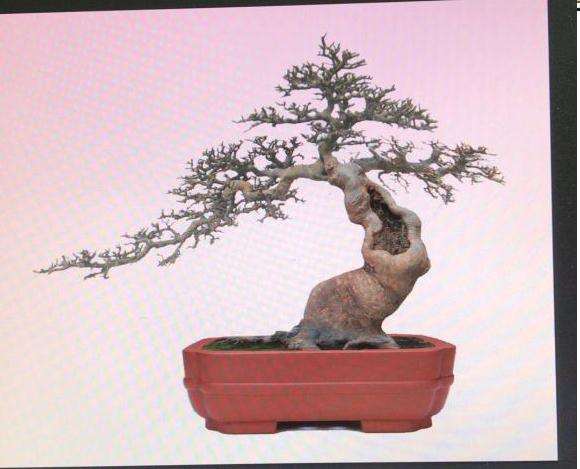 榉树下山桩的设计图 怎么样 图片