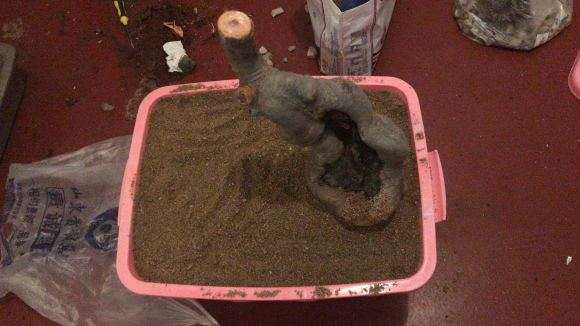 榉树下山桩的设计图 怎么样 图片