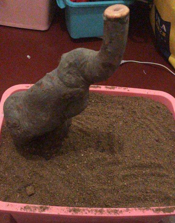 榉树下山桩的设计图 怎么样 图片