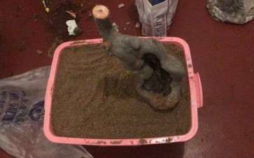 榉树下山桩的设计图 可以吗 图片