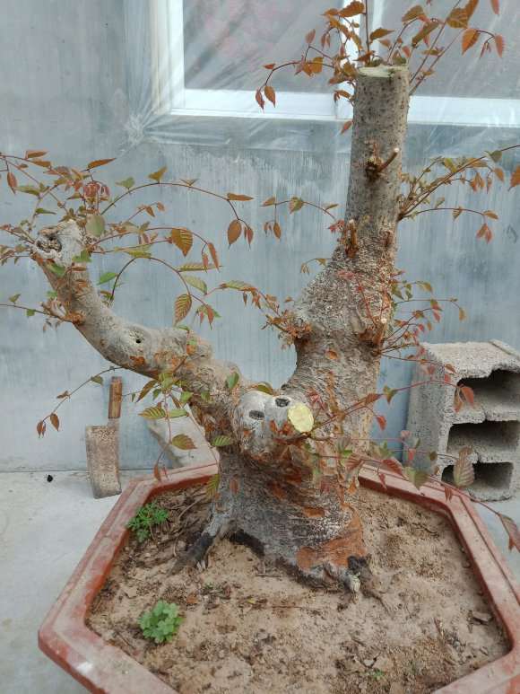 这是榉树下山桩吗 有没有价值