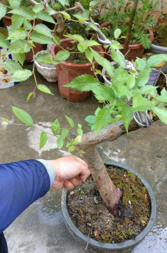 这是榉树下山桩吗 有没有价值