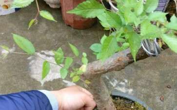 这是榉树下山桩吗 有没有价值