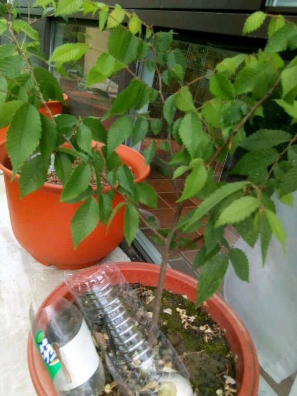 榉树下山桩打算做盆景 请问该怎么修剪