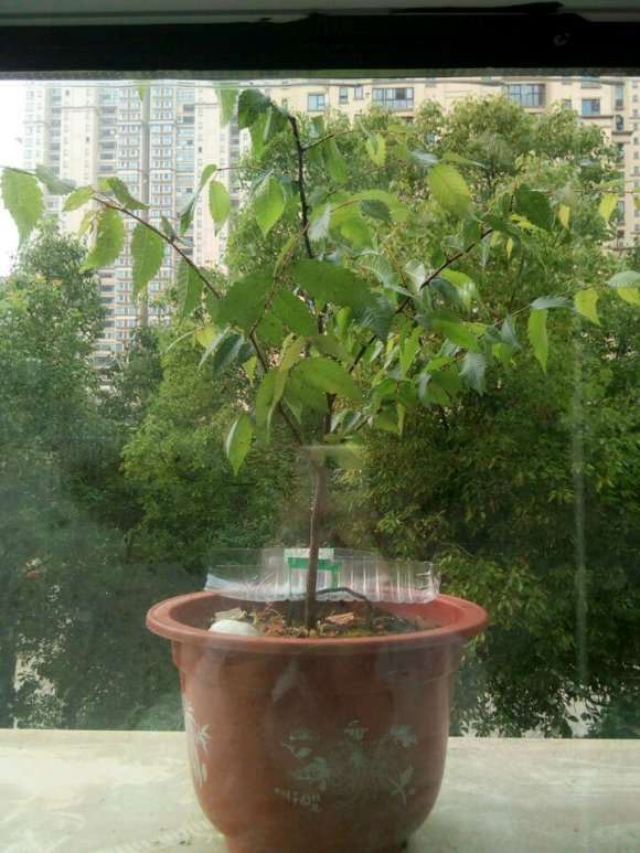 榉树下山桩打算做盆景 请问该怎么修剪