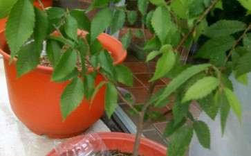 榉树下山桩打算做盆景 请问该怎么修剪