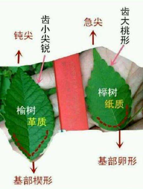 这是榆树 还是榉树下山桩 感觉叶大 图片