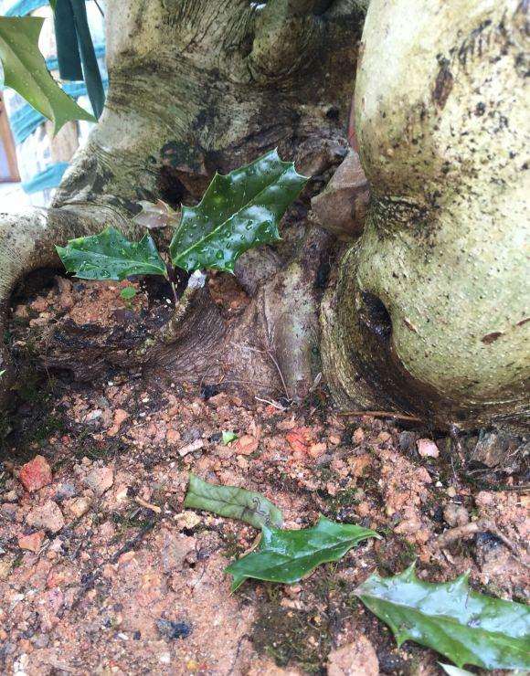 我家枸骨下山桩怎么掉叶子