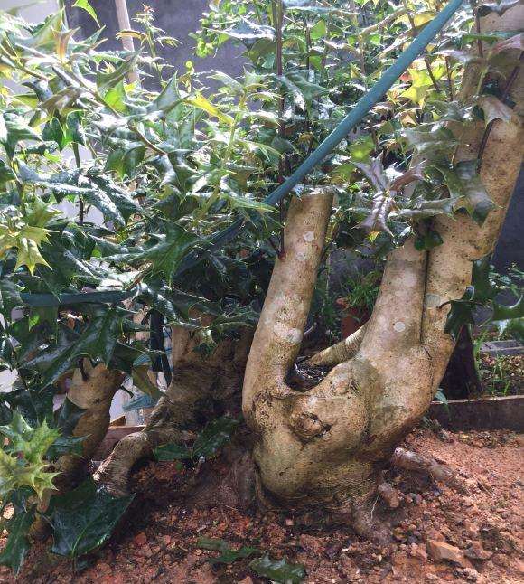 我家枸骨下山桩怎么掉叶子