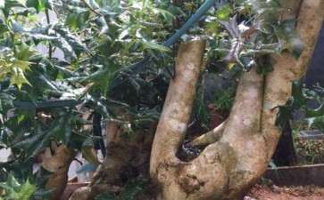 我家枸骨下山桩怎么掉叶子了 图片