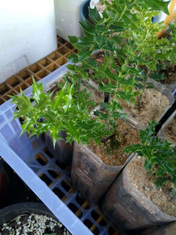 米叶枸骨下山桩种了1个月