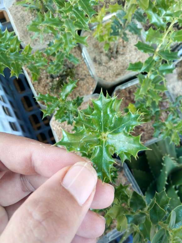 米叶枸骨下山桩种了1个月