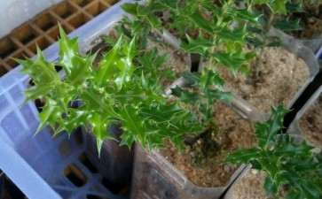 米叶枸骨下山桩种了1个月 油亮叶性 漂亮