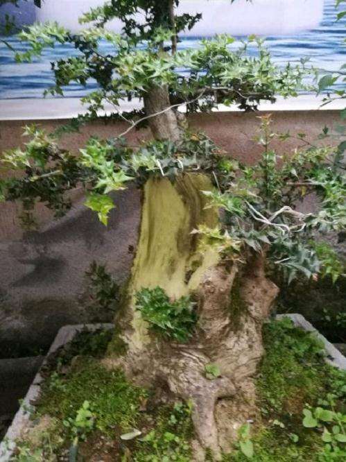 最大的米叶枸骨下山桩 