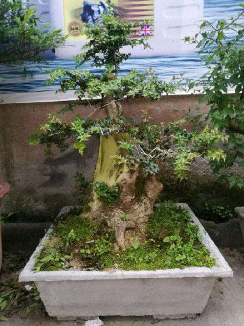 最大的米叶枸骨下山桩 