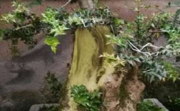 最大的米叶枸骨下山桩 直径40多公分