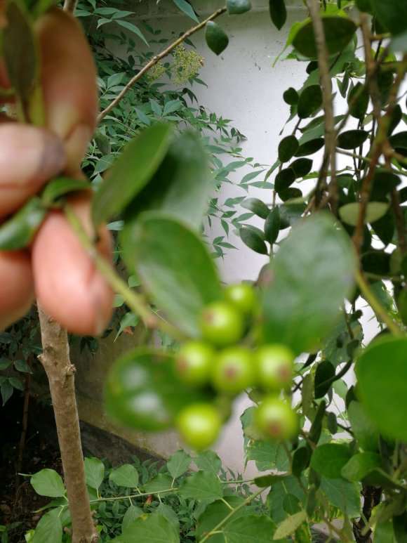 雌枸骨下山桩 它会结果吗 图片