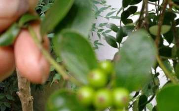 雌枸骨下山桩 它会结果吗 图片