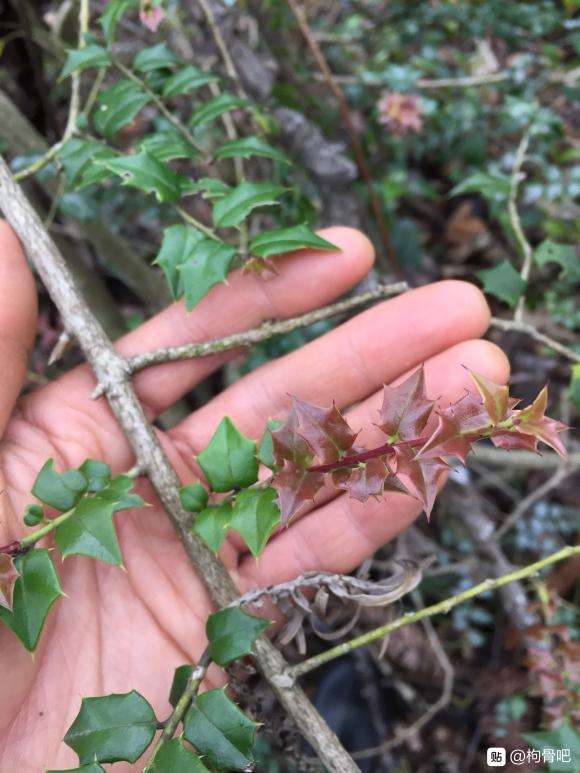 枸骨下山桩到底有无公母之分