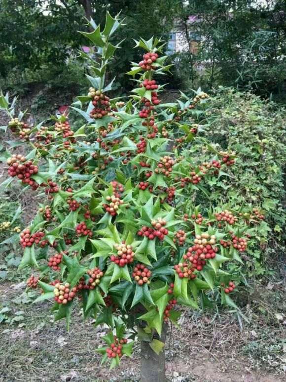 枸骨下山桩到底有无公母之分