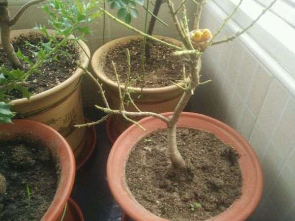 我的枸骨下山桩叶子全掉光 怎么办