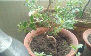 我的枸骨下山桩叶子全掉光 怎么办