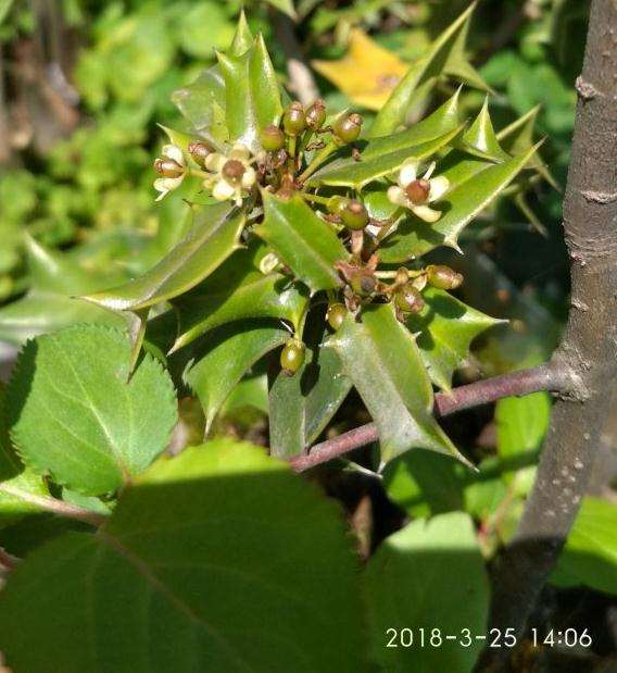 小叶枸骨下山桩没有公树能结果吗