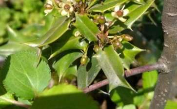 小叶枸骨下山桩没有公树能结果吗 图片