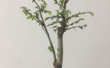 枸骨下山桩开花 不结果 怎么办 图片