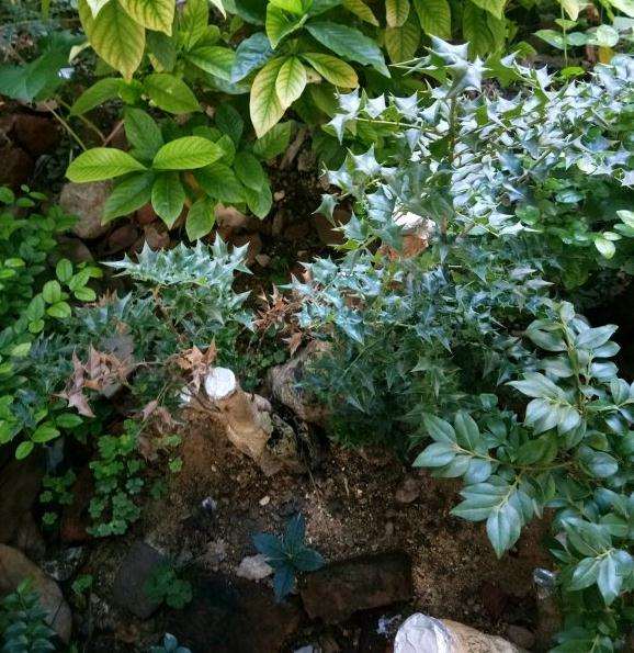 枸骨下山桩出现枯枝 怎么办 图片